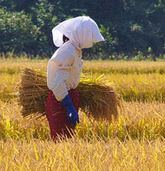 rice harvest